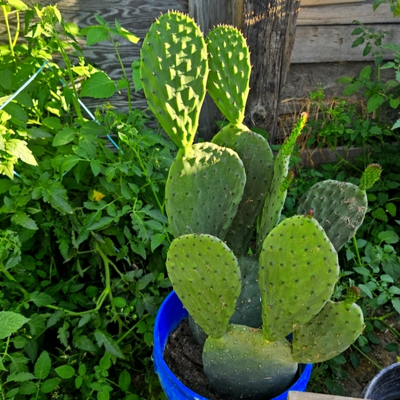 💕Por favor, dale me gusta a esta publicación para mis fiestas en español - Picture 14 of 16